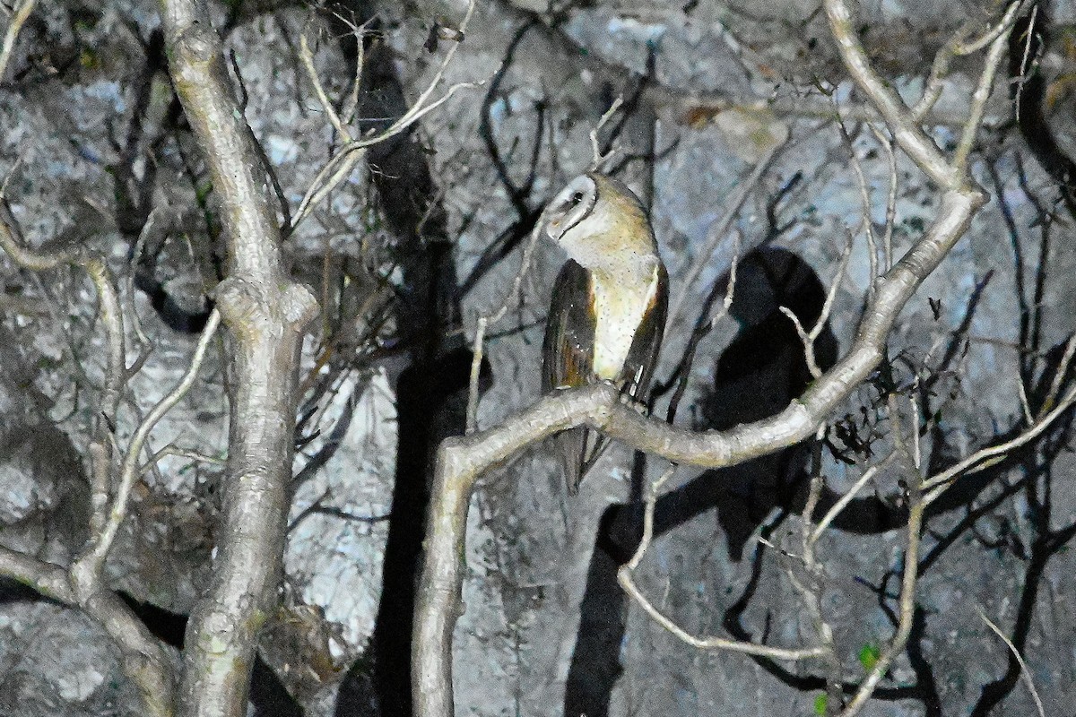 Sulawesi Masked-Owl - Alvaro Rodríguez Pomares