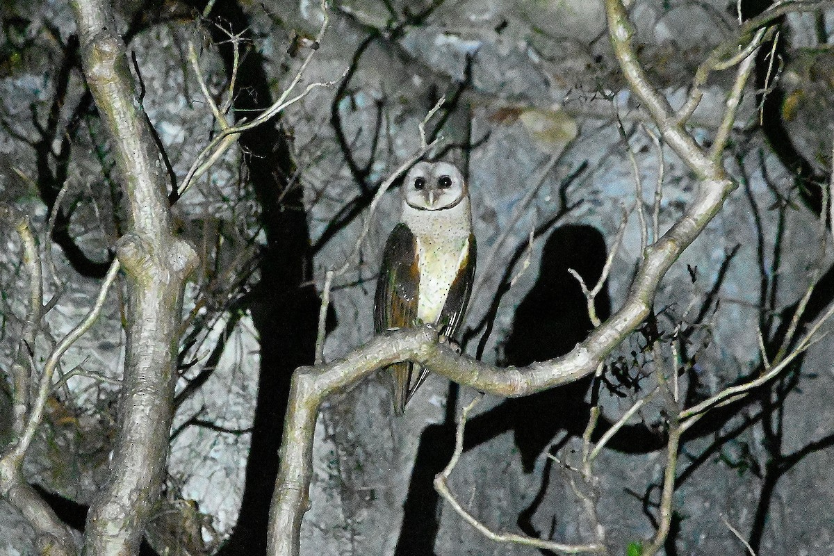 Sulawesi Masked-Owl - ML609498382