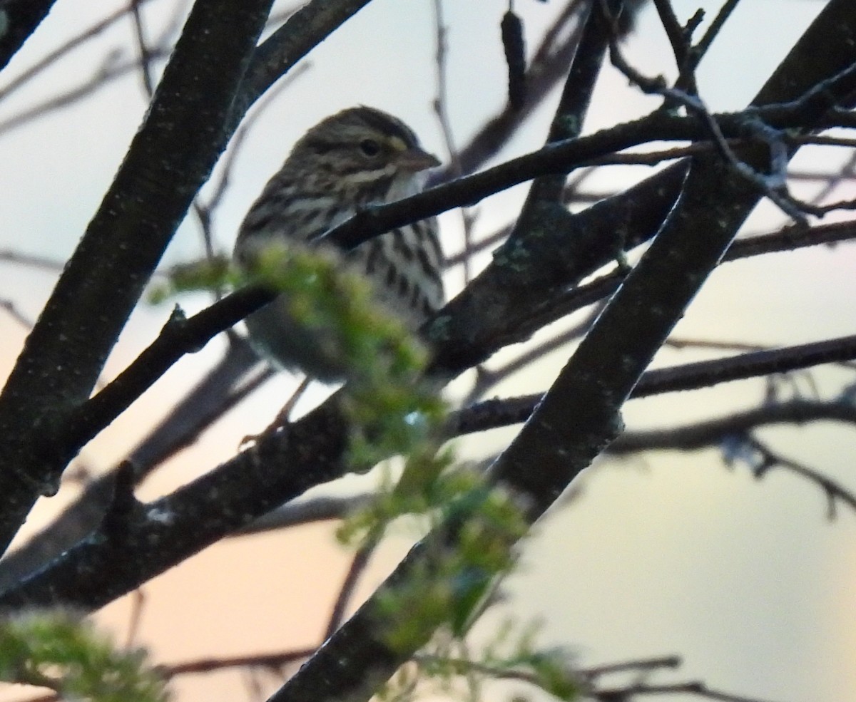 Savannah Sparrow - ML609498476