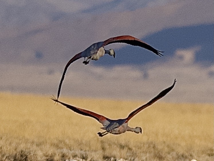Andean Flamingo - ML609498627