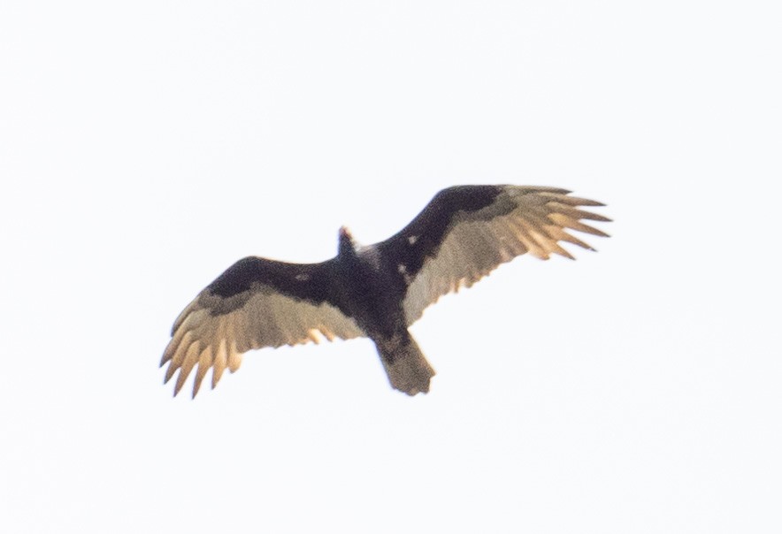Turkey Vulture - ML609498741