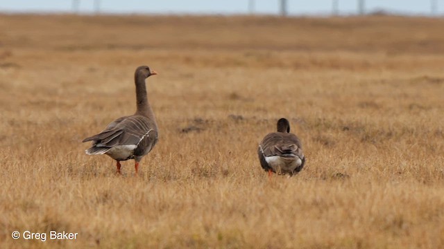 Greater White-fronted Goose (Western) - ML609498808