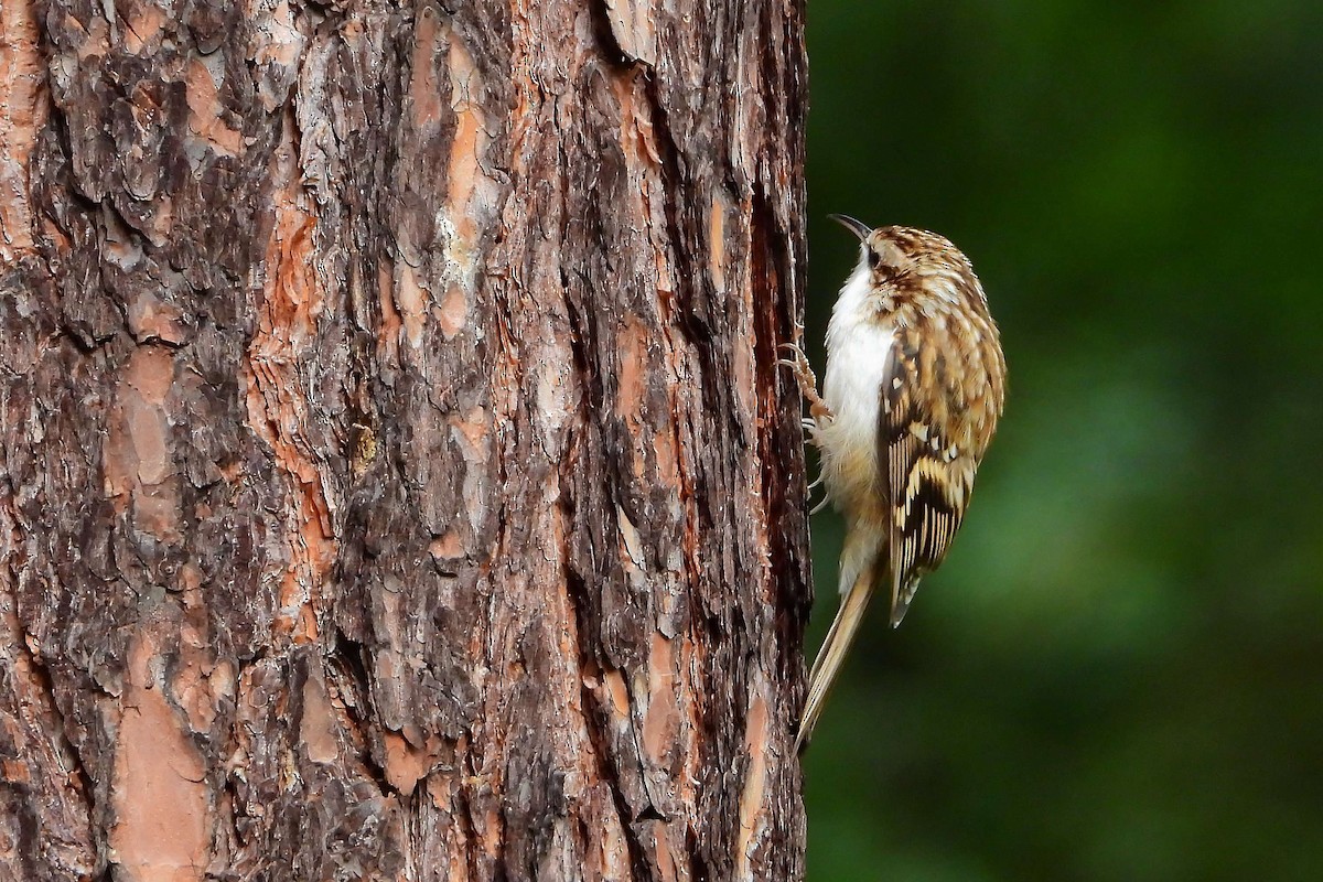 Eurasian Treecreeper - ML609499233