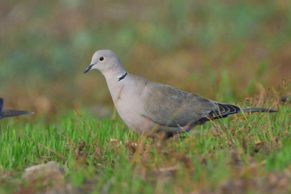 Eurasian Collared-Dove - ML609499299