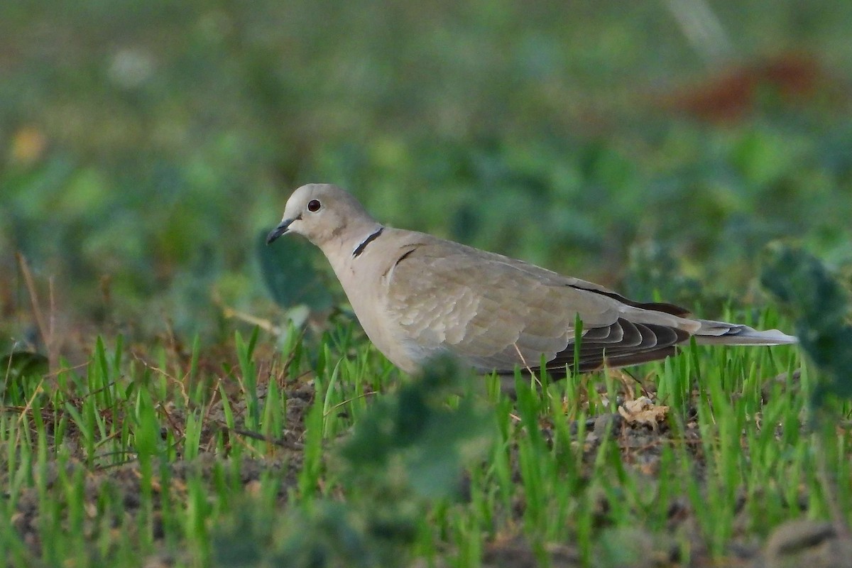 Eurasian Collared-Dove - ML609499300