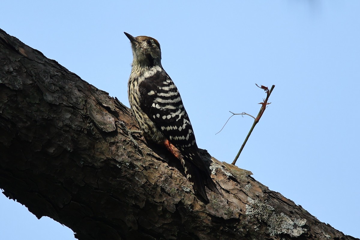 Brown-fronted Woodpecker - ML609499308