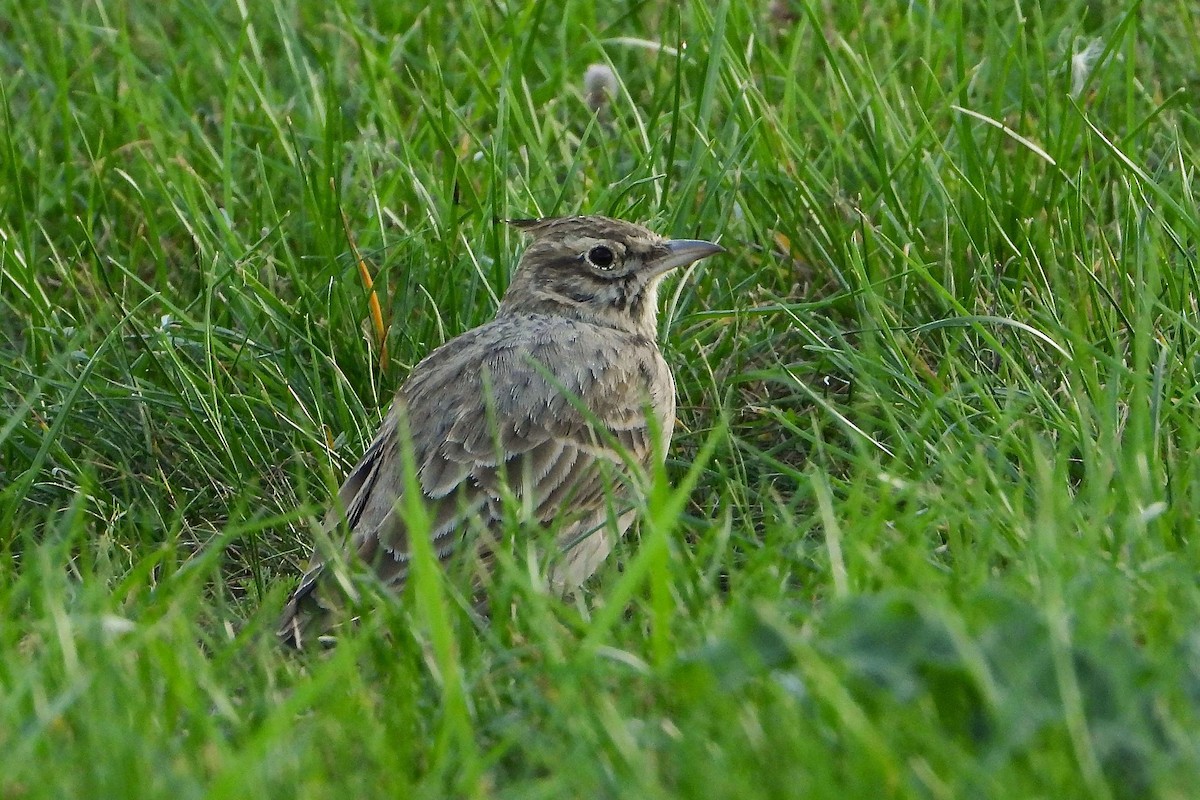 Crested Lark - ML609499341