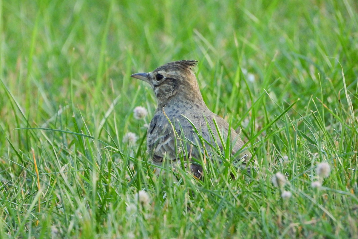 Crested Lark - ML609499342