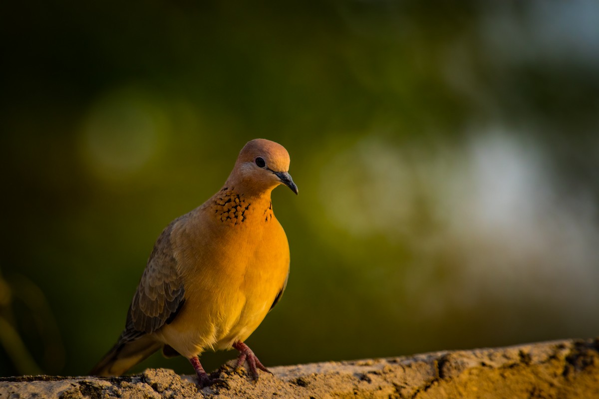 Laughing Dove - ML609499467