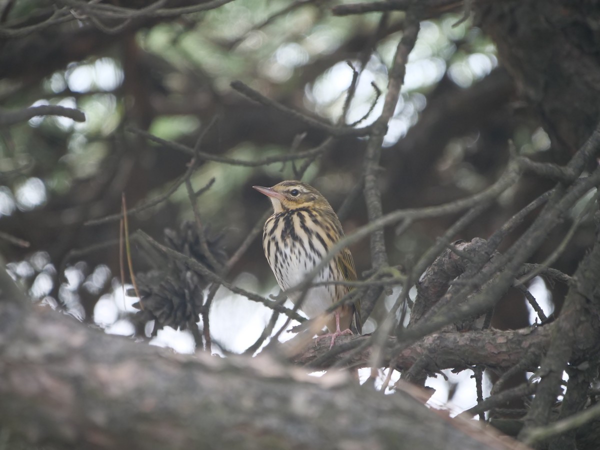 Olive-backed Pipit - ML609499773