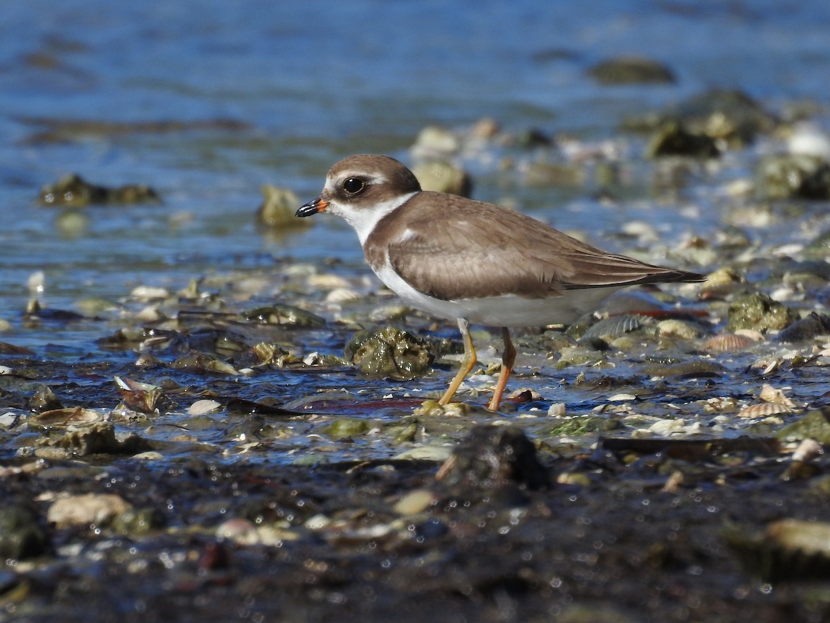 Semipalmated Plover - ML609499775