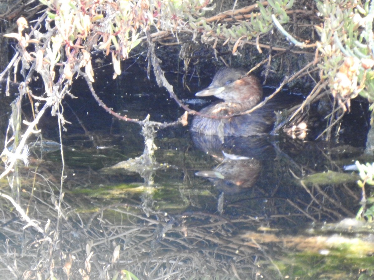 Little Grebe - ML609499776