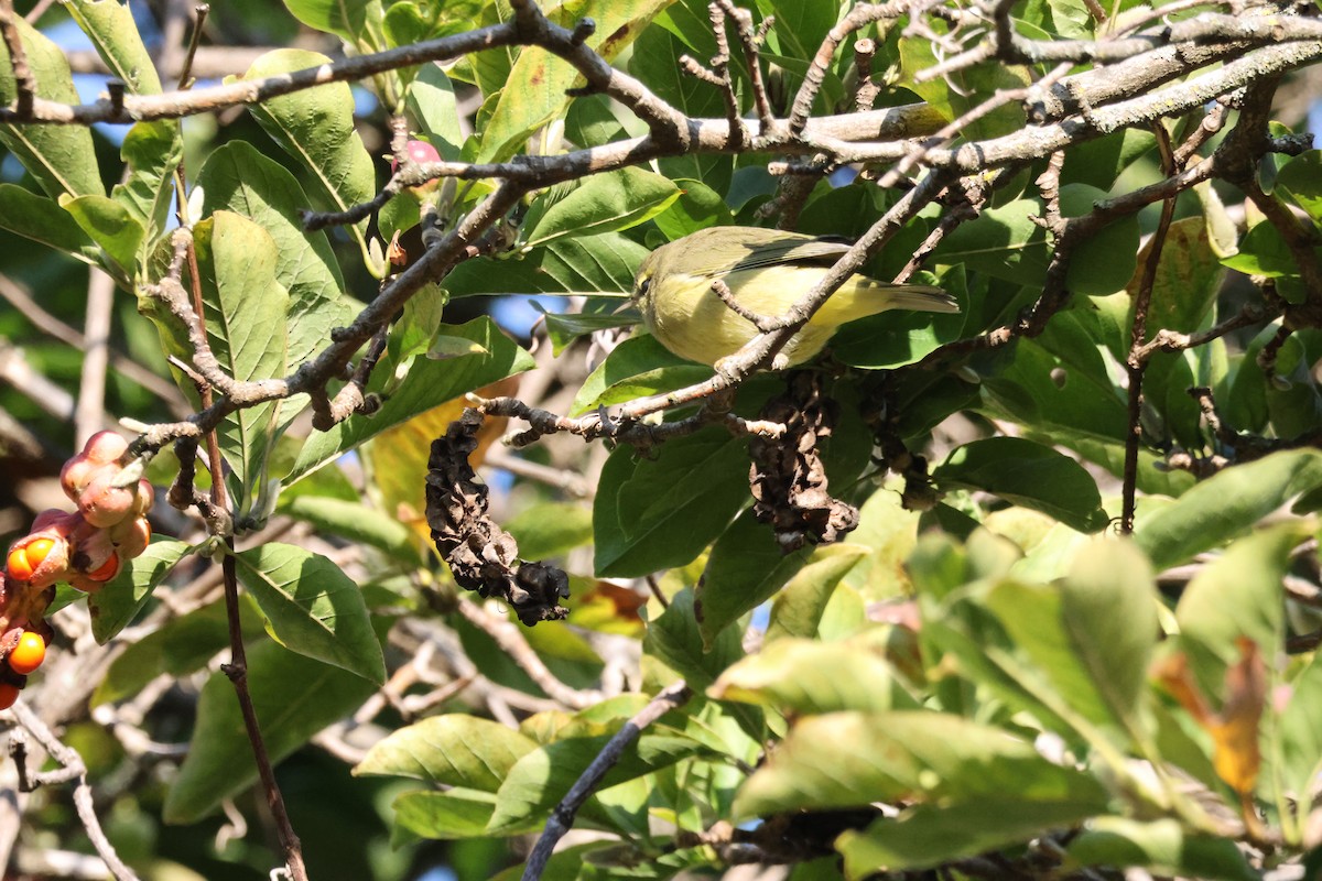 Orange-crowned Warbler - ML609499792