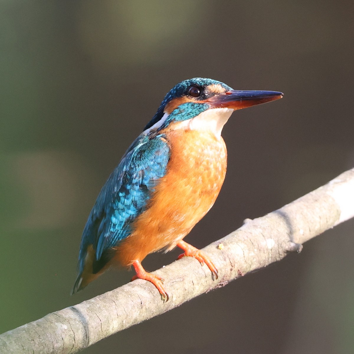 Common Kingfisher - ML609499796