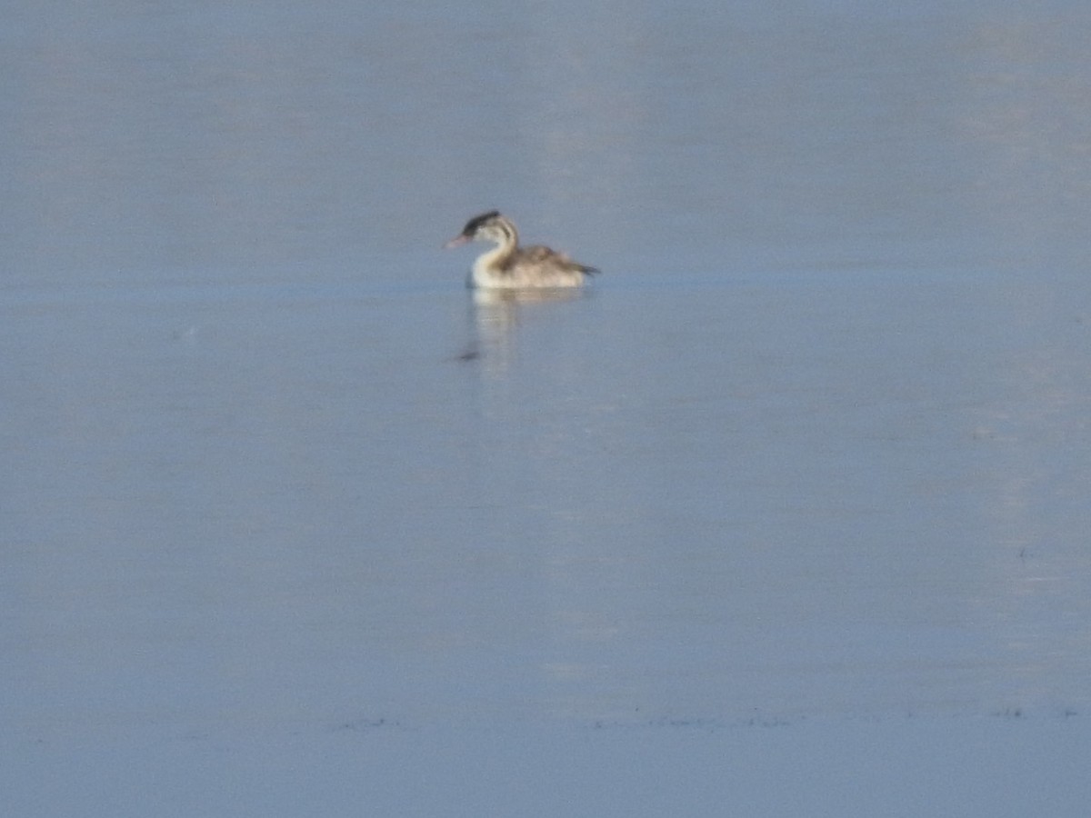 Great Crested Grebe - ML609499803