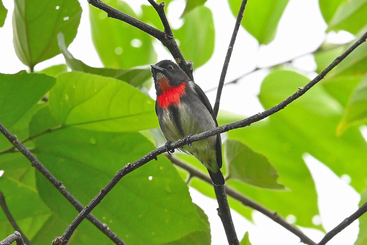 Gray-sided Flowerpecker - ML609499865