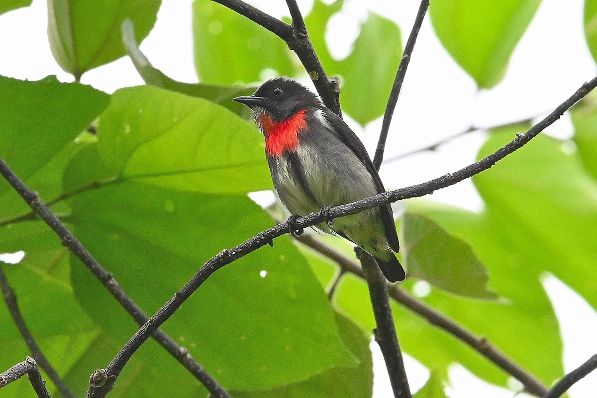 Gray-sided Flowerpecker - ML609499867