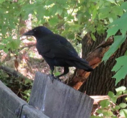American Crow - ML609499928