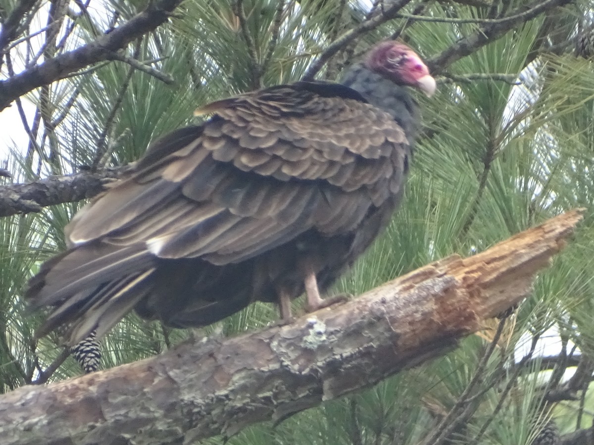 Turkey Vulture - ML609500123