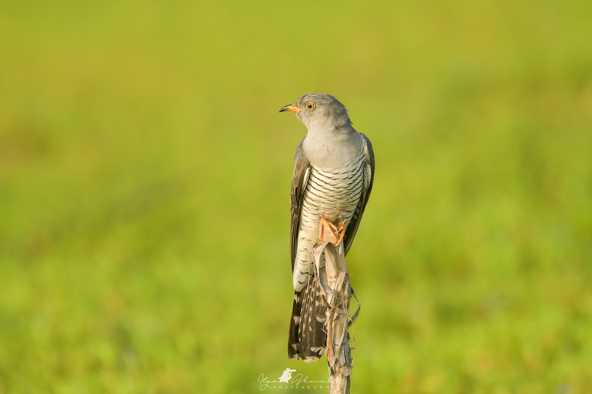 Common Cuckoo - ML609500234