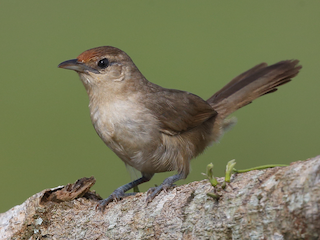 Adult (Rufous-fronted) - Josef Widmer - ML609500263