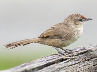 Adult (Rufous-fronted) - Greg Bodker - ML609500269