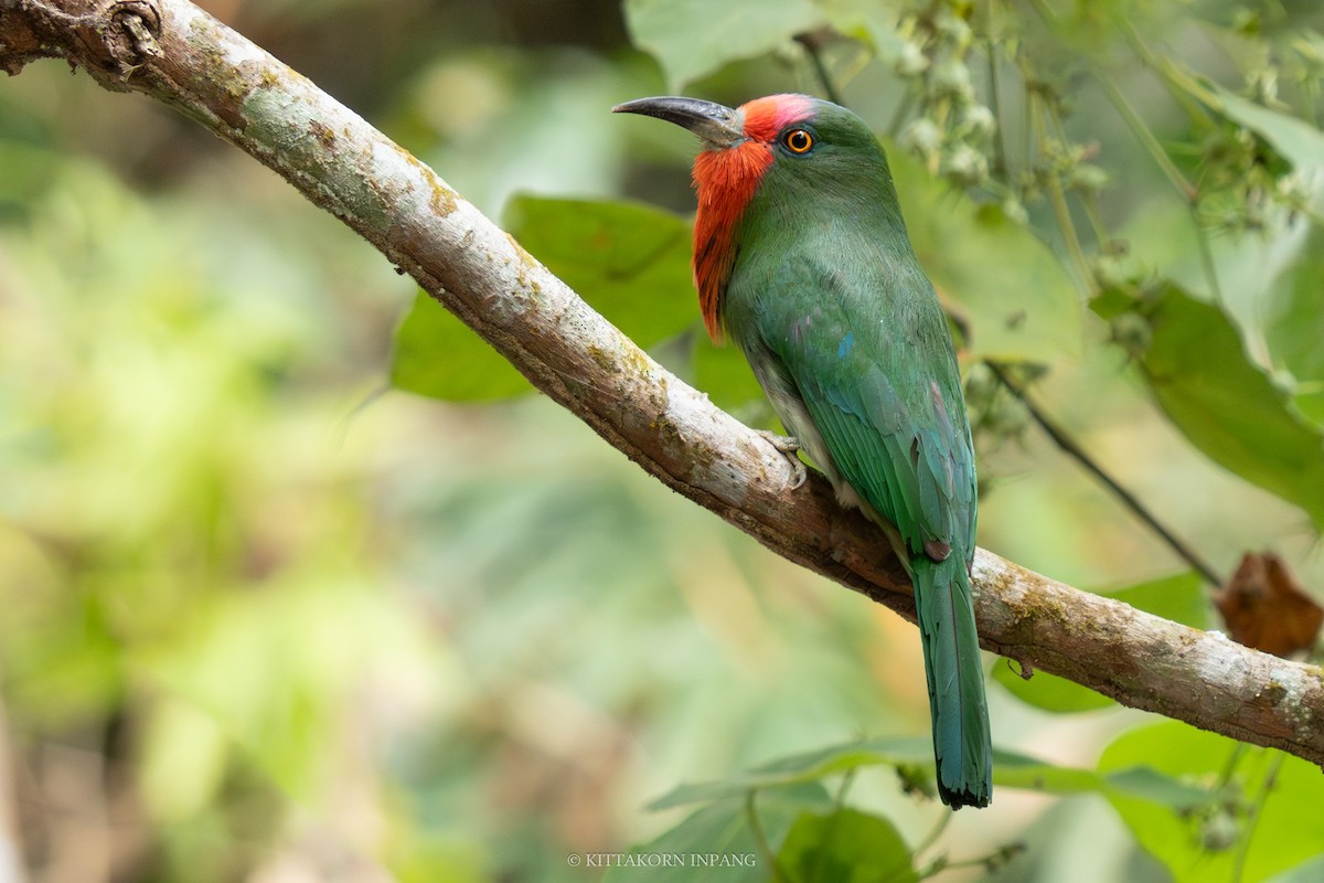 Red-bearded Bee-eater - Kittakorn Inpang