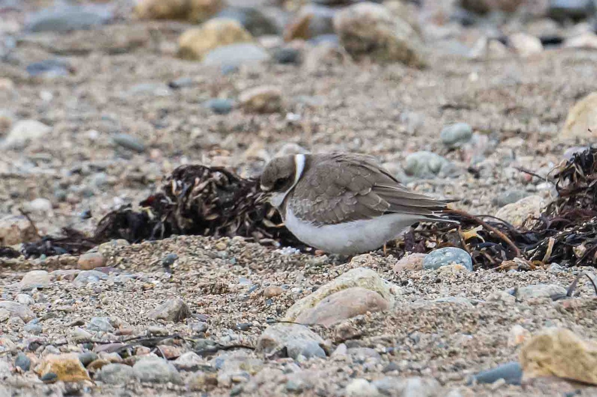 Semipalmated Plover - ML609500429