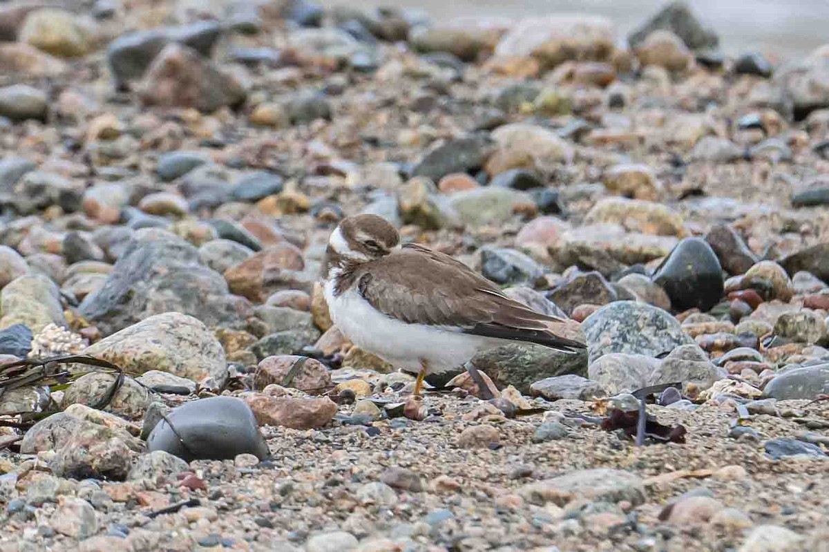 Semipalmated Plover - ML609500431