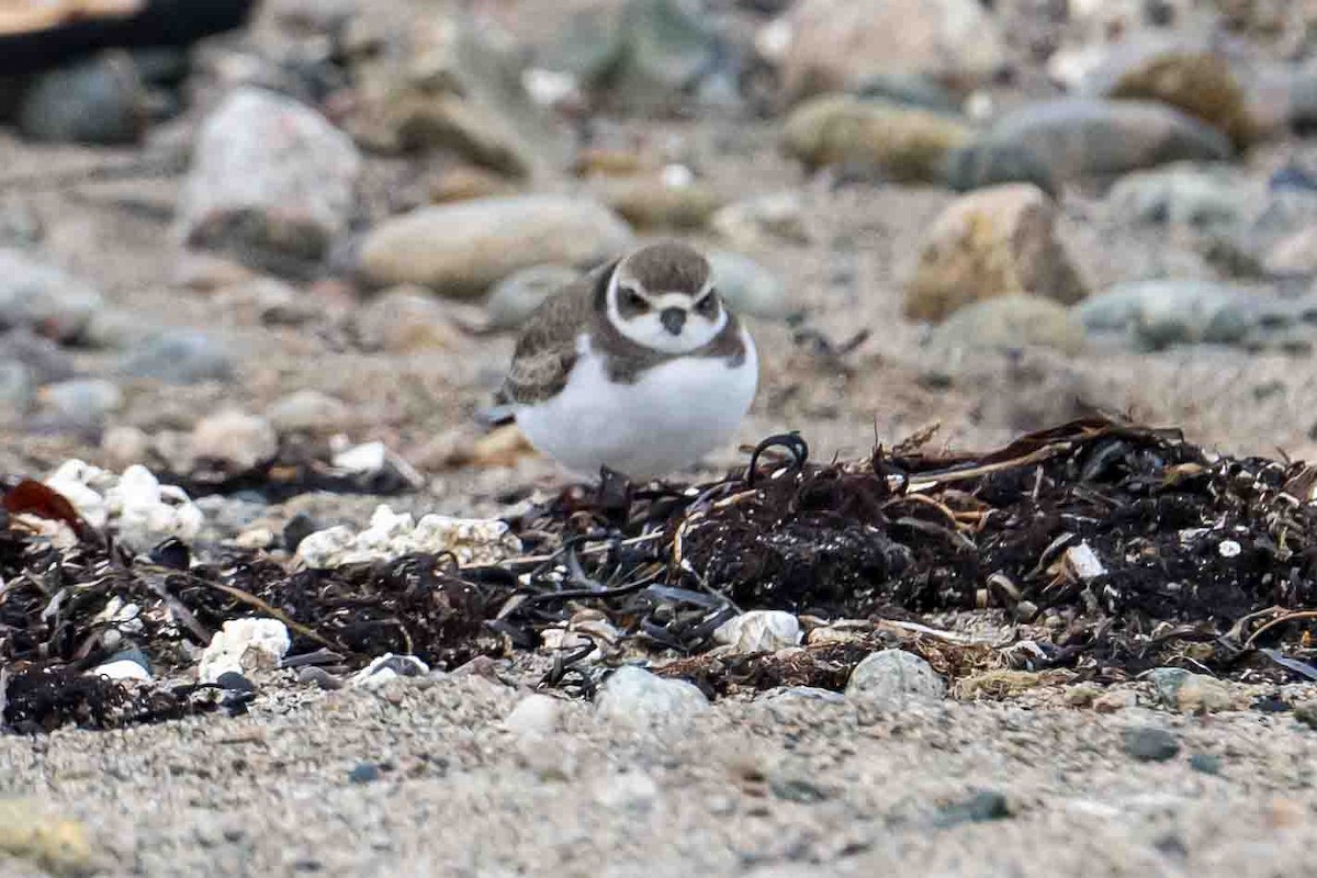 Semipalmated Plover - ML609500432