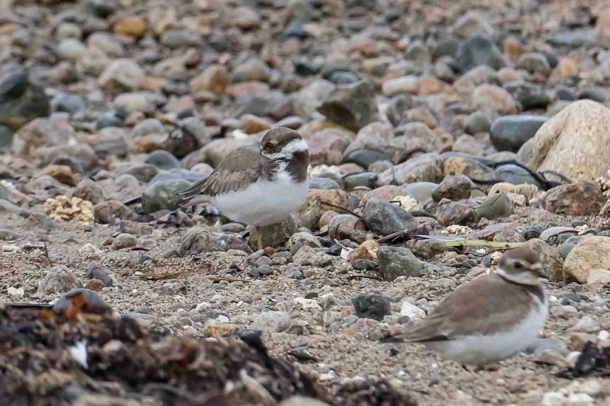 Semipalmated Plover - ML609500433