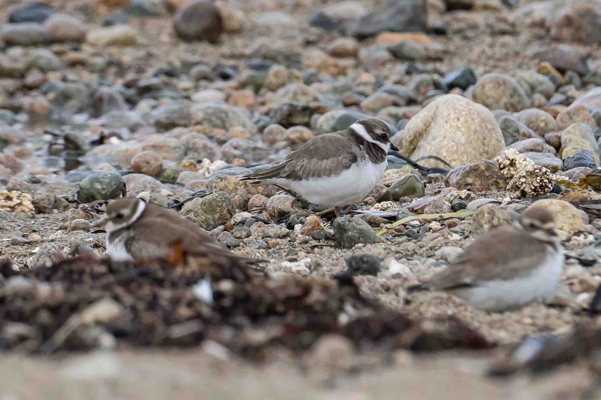 Semipalmated Plover - ML609500434
