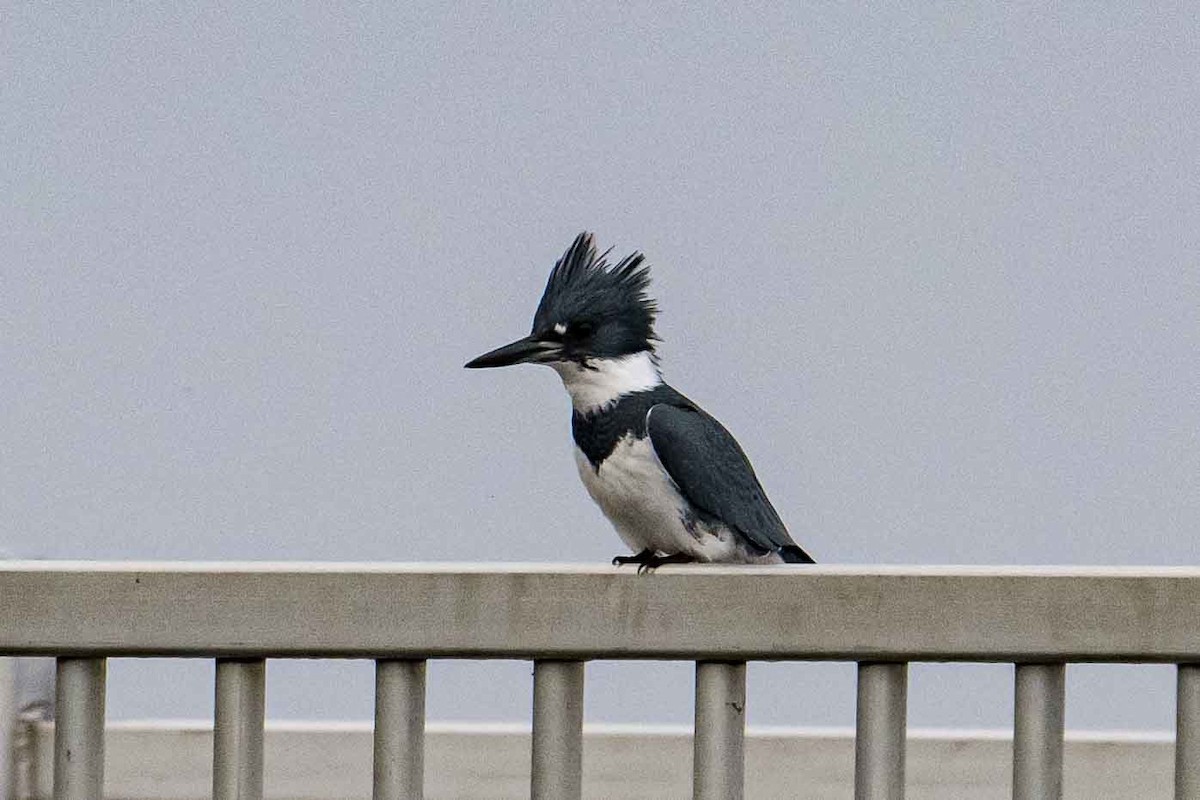 Belted Kingfisher - ML609500495