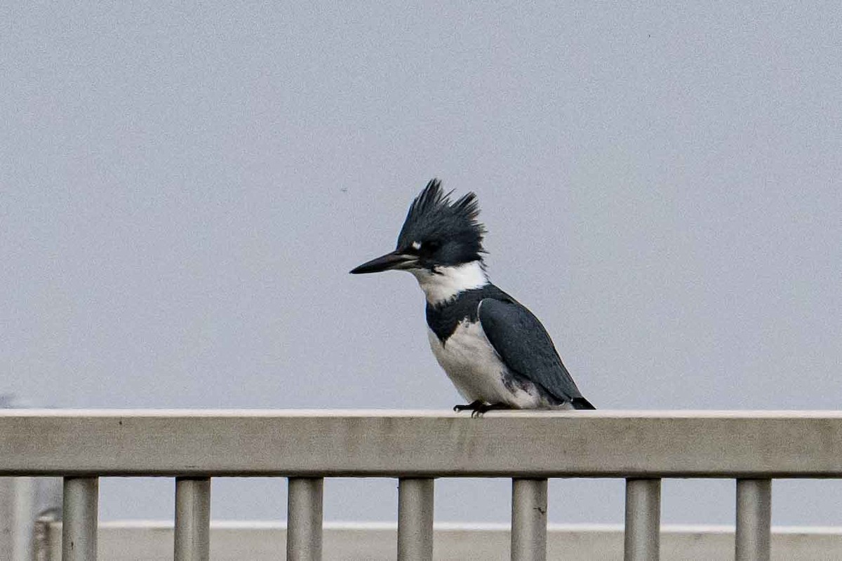 Belted Kingfisher - ML609500496