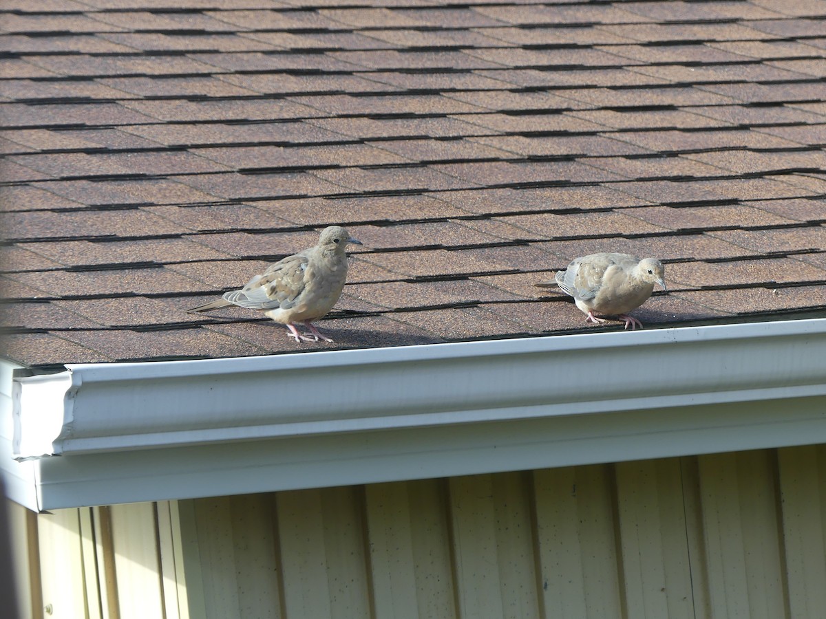 Mourning Dove - ML609500742
