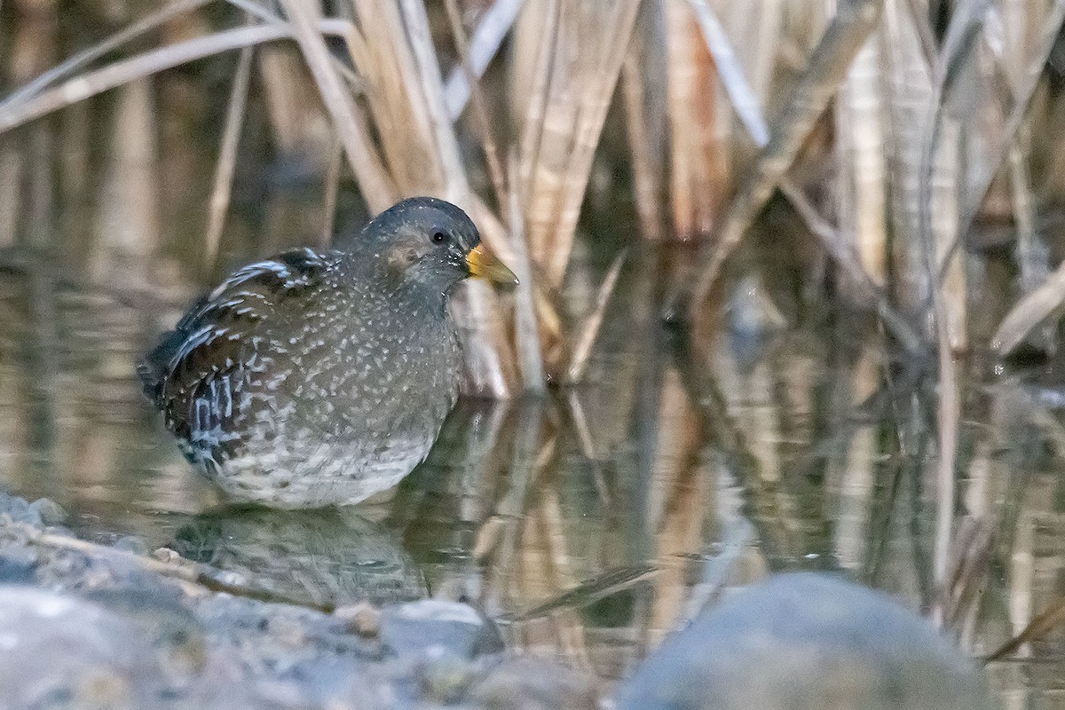 Spotted Crake - ML609500816