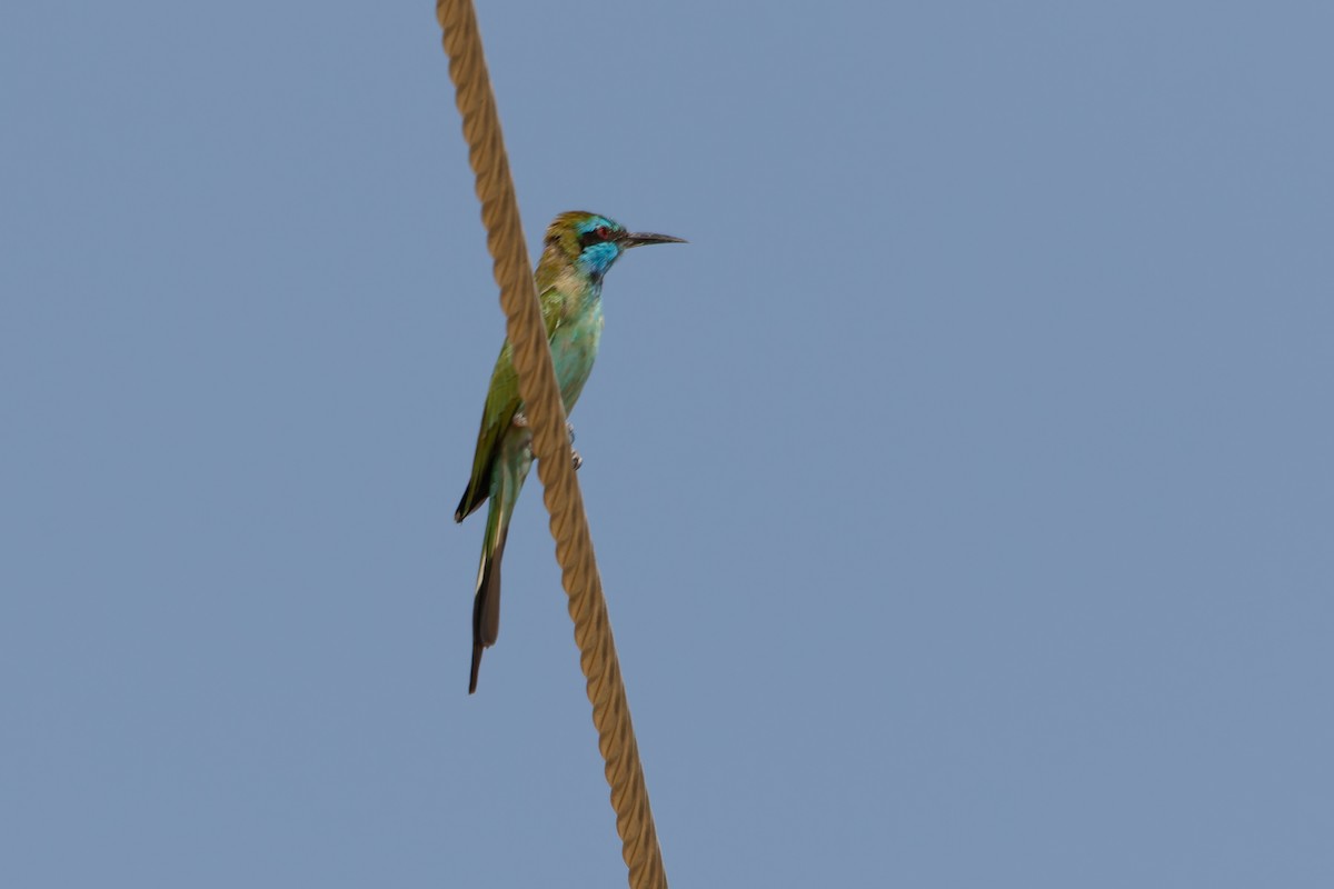Arabian Green Bee-eater - ML609501081