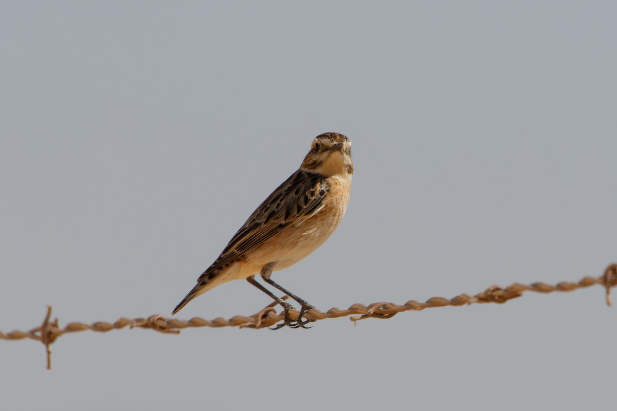 Whinchat - ML609501087