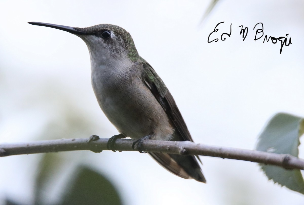 Ruby-throated Hummingbird - Ed M. Brogie