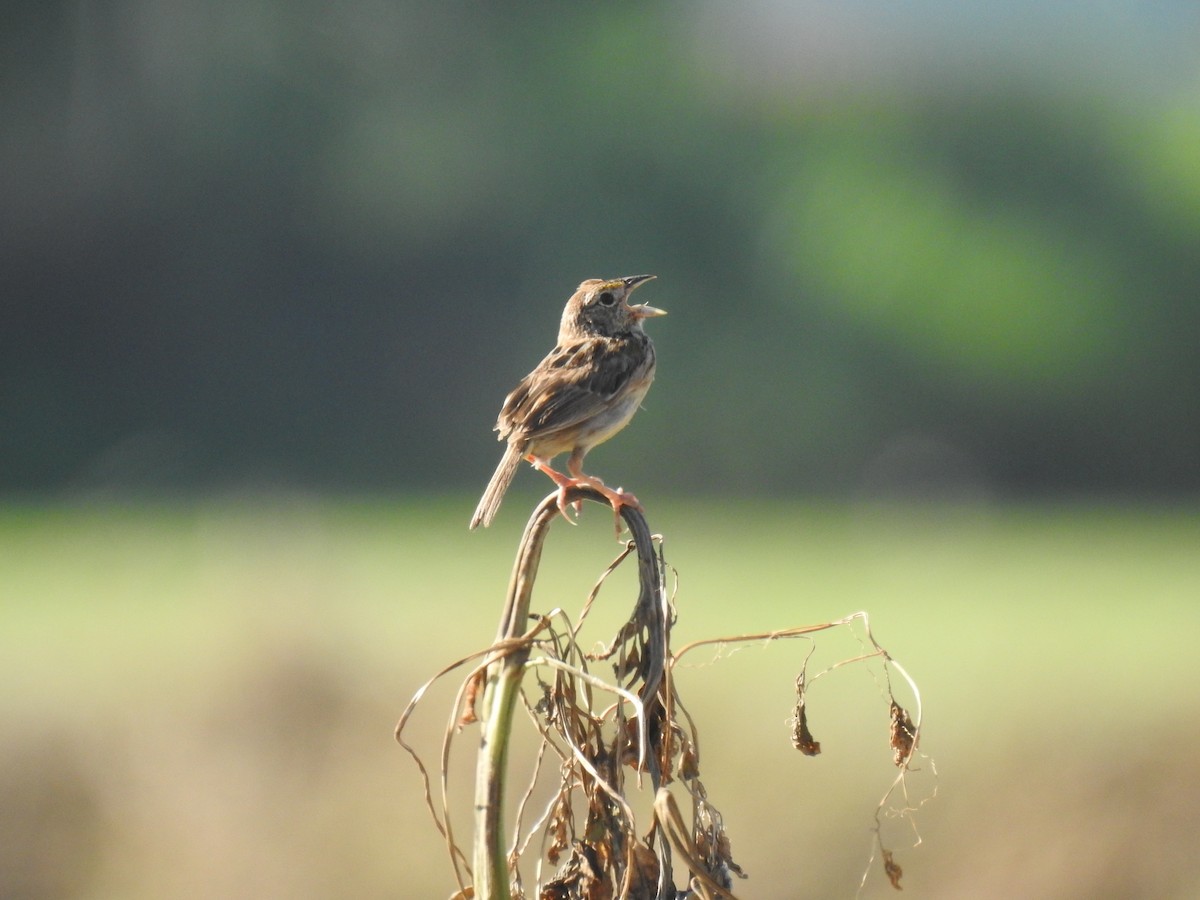 Grasshopper Sparrow - ML609501367