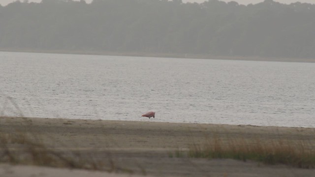 American Flamingo - ML609501516