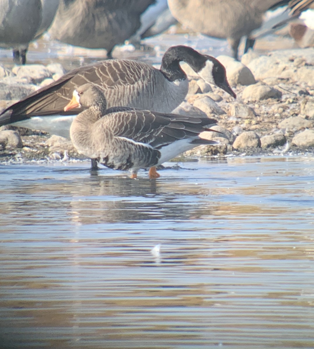 Greater White-fronted Goose - ML609501805