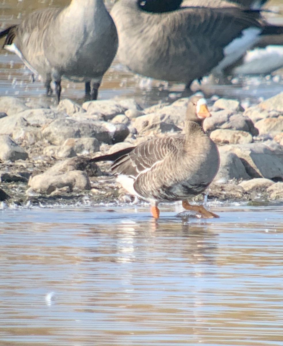 Greater White-fronted Goose - ML609501806
