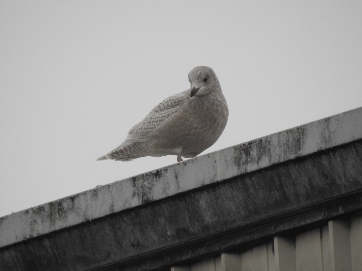 Iceland Gull - ML609501808