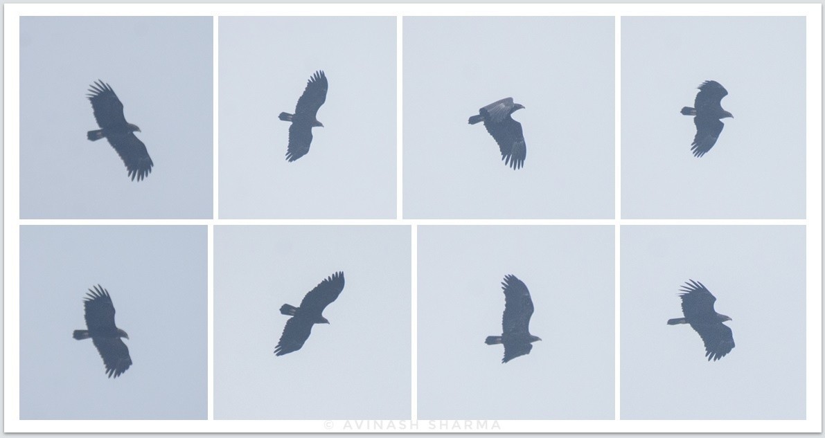 Greater Spotted Eagle - ML609501831