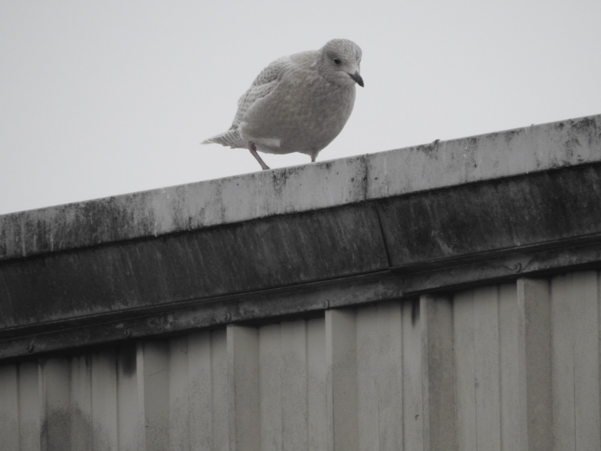 Iceland Gull - ML609501837