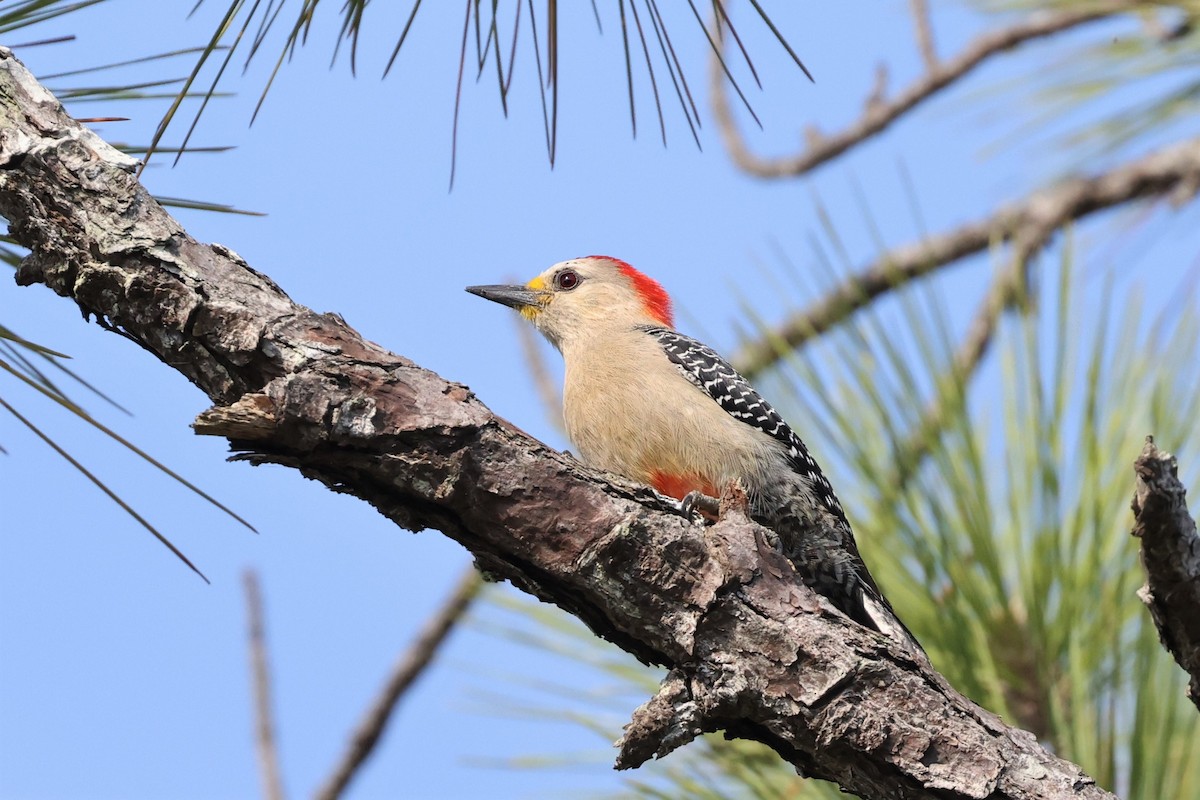 Yucatan Woodpecker - ML609502006