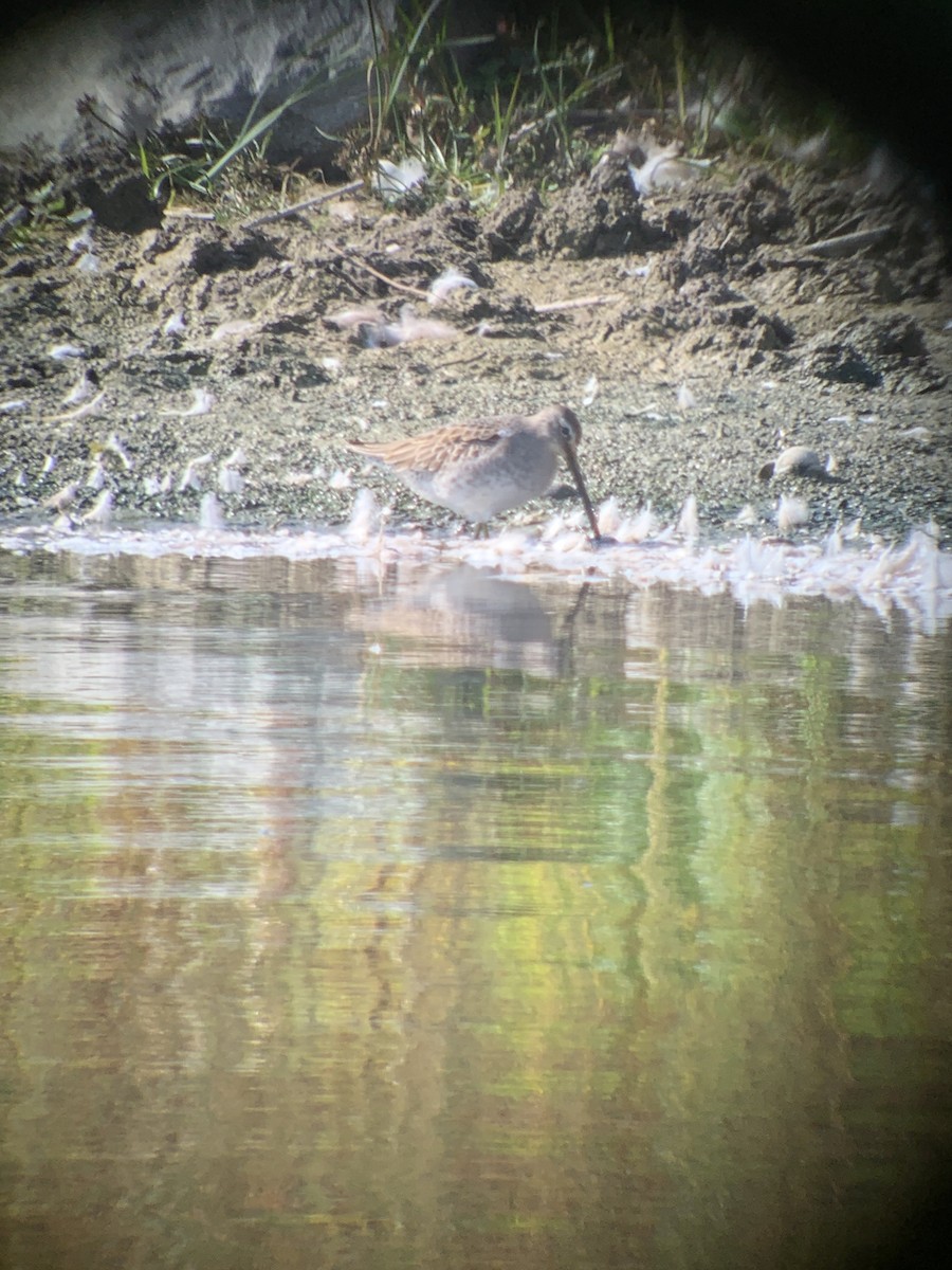 Long-billed Dowitcher - ML609502067