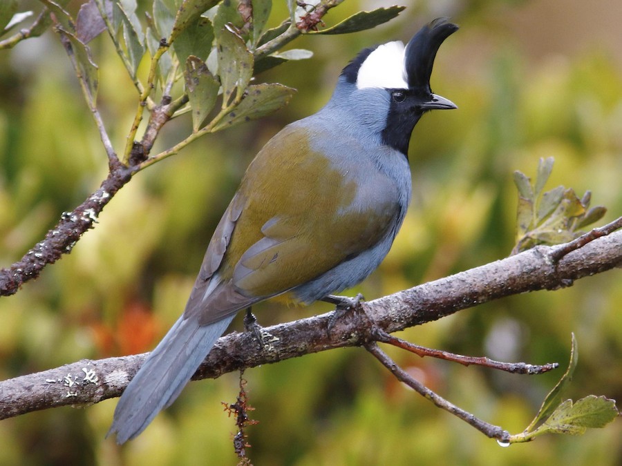 western-crested-berrypecker-ebird