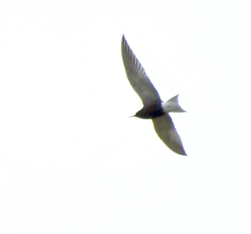 Black Tern - ML609502762